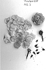Rosa%20hybrid%20%27Poulpar104%27