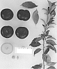 Prunus%20salicina%20%27Suplumfiftyfour%27