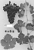 Vitis%20vinifera%20%27Sugrafiftythree%27