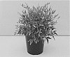 Nandina%20domestica%20%27NanSid3%27