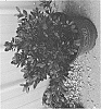 Rhododendron%20hybrida%20%27ROBLEZA%27