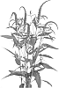 Veronica%20longifolia%20%27DVERSKYBLU%27