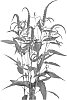 Veronica%20longifolia%20%27DVERSKYBLU%27