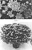 Chrysanthemum%20x%20morifolium%20%27CIFZ0056%27