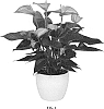 Anthurium%20andraeanum%20L.%20%27ANTHFYTWAL%27