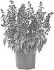 Salvia%20splendens%20%27SGRPU03-0%27