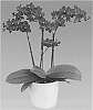 Phalaenopsis%20orchid%20plant%20named%20%27Lady%20Luck%27