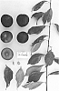 Prunus%20salicina%20%27Suplumfiftytwo%27