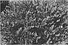 Distylium%20myricoides%20x%20Distylium%20racemosum%20%27PIIDIST-VI%27
