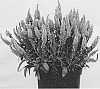 Veronica%20spicata%20%27Verspi%27