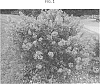 Lagerstroemia%20indica%20x%20fauriei%20hybrid%20%27Lipipetz%27