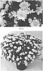 Chrysanthemum%20x%20morifolium%20%27CIFZ0042%27
