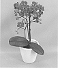 Phalaenopsis%20hybrid%20%27PHALFEMYM%27