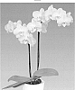 Phalaenopsis%20hybrida%20%27FLOR352635%27