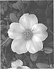 Portulaca%20umbraticola%20Kunth%20%27LAZPRT1703%27