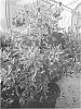 Tibouchina%20organensis%20%27Blaze%20of%20Glory%27