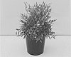 Nandina%20domestica%20%27NanSid6%27