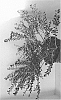Ilex%20hybrida%20%27BLH01%27