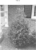 Ilex%20x%20meserveae%20%27Madez%27