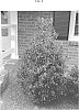 Ilex%20x%20meserveae%20%27Madez%27
