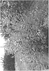 Syringa%20hybrid%20%27SMNJRPI%27