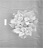 Ipomoea%20batatas%20%28L.%29%20Lam.%20%27NCORNSP-020BWGWE%27