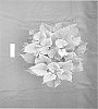 Ipomoea%20batatas%20%28L.%29%20Lam.%20%27NCORNSP-020BWGWE%27