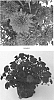 Chrysanthemum%20x%20morifolium%20%27CIFZ0058%27