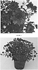 Chrysanthemum%20x%20morifolium%20%27CIFZ0047%27