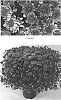 Chrysanthemum%20x%20morifolium%20%27CIFZ0053%27