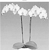Phalaenopsis%20hybrida%20%27Misty%20Snow%27