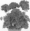 Pelargonium%20x%20hortorum%20X%20Pelargonium%20peltatum%20%27Pacpeia%27