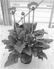 Gerbera%20hybrida%20%27Garspice%20Imp%27