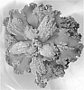 Echeveria%20hybrid%20%27Sea%20Dragon%27