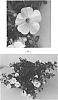 Calibrachoa%20hybrida%20%27CBRZ0013%27