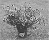 Coreopsis%20hybrid%20%27Red%20Tapestry%27