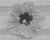 Hibiscus%20plant%20named%20%27DUP-CDK%27