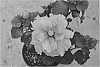 Hibiscus%20plant%20named%20%27DUP-VCE%27