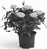 Rosa%20hybrida%20%27QIR%201601%27