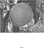 Prunus%20persica%20%27Fire%20Zest%20One%27