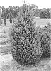 Picea%20glauca%20%27Westervelt%27