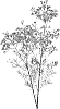 Chamelaucium%20uncinatum%20%27VEGA%27