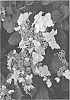 Hydrangea%20serrata%20x%20macrophylla%20%27SMNHSDD%27