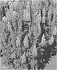 Lupinus%20hybrid%20%27WCLRATH%27