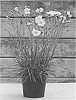 Dianthus%20x%20allwoodii%20hort.%20%27WP15%20PIE41%27