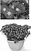 Chrysanthemum%20X%20morifolium%20%27Firedance%20Igloo%27