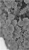 Verbena%20hybrida%20%27Dueverlinre%27