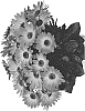 Osteospermum%20ecklonis%20%27Dueostmaorflar%27