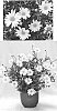 Argyranthemum%20frutescens%20%27G15104%27
