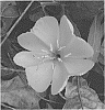 Oenothera%20drummondii%20%27TX-10-G-L-11-9-12-5%27